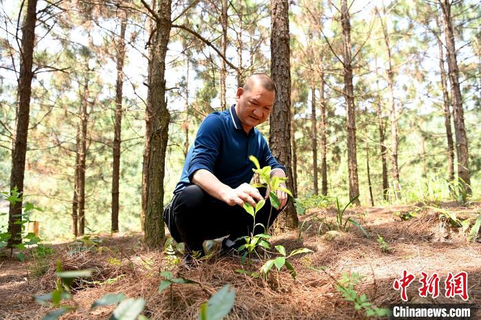 張高漢查看在松樹林下剛套種不久清明茶的生長情況?！埥鸫?攝
